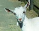 BILLY team goat's Avatar