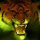 Tigerland's Avatar